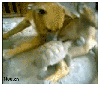 684c1b5djw6debqjktxg2g.gif
