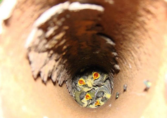 nest04.jpg