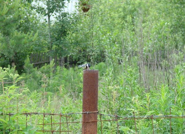 nest02.jpg