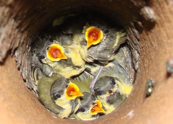 nest05.jpg