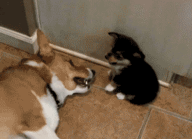 6aaeb4b8jw1ditmqj8eczg.gif